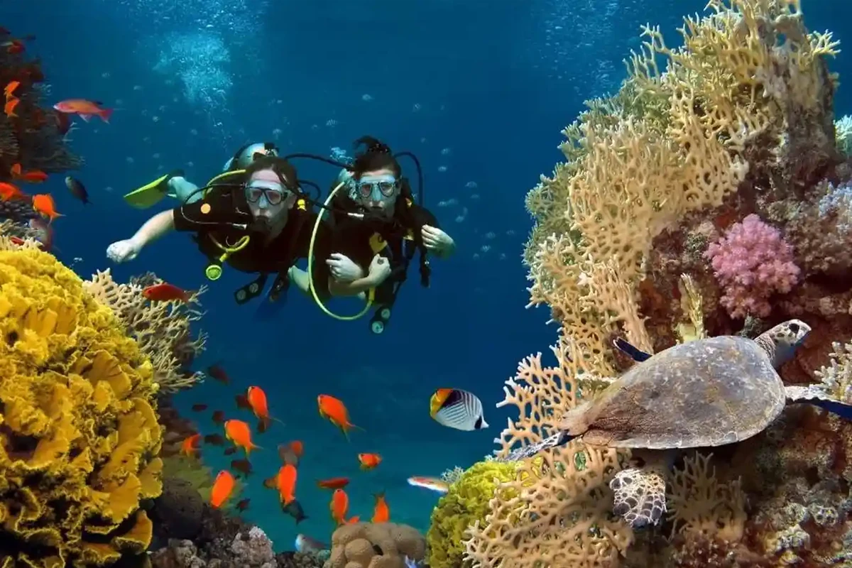 Red Sea Reef Diving Jeddah