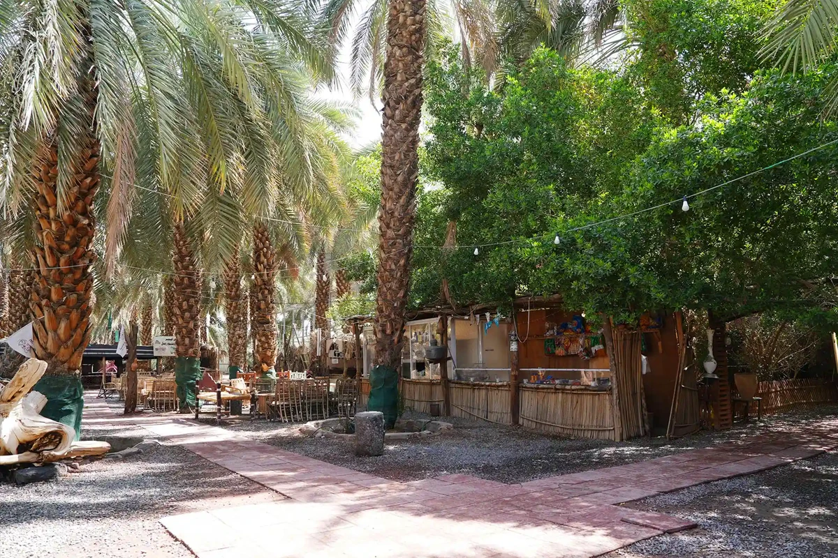 Madinah Date Farm