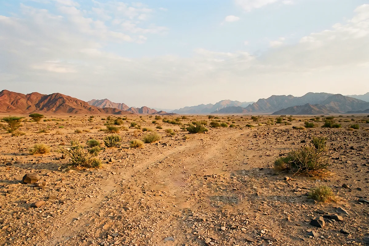 Open stony country between Madinah and the Red Sea hills, dry gravel and low scrub under a wide pale sky in late afternoon light.