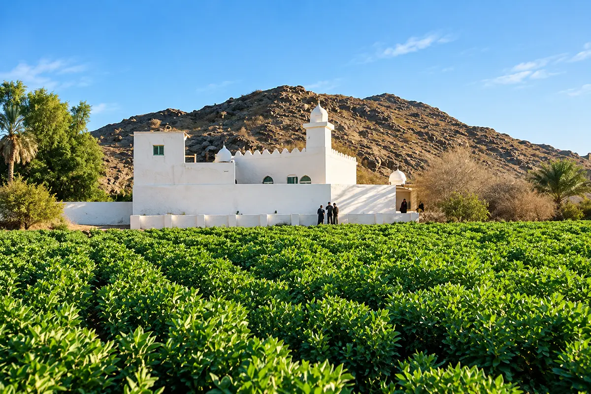 A small plain mosque on a quiet street in Taif, pale walls and a short minaret, an old low boundary wall beside it and green vine leaves spilling over from a garden behind.